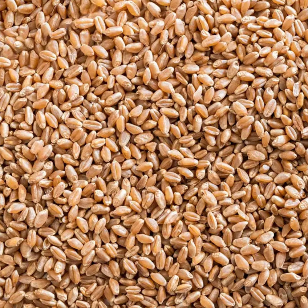 Organic Einkorn Grain