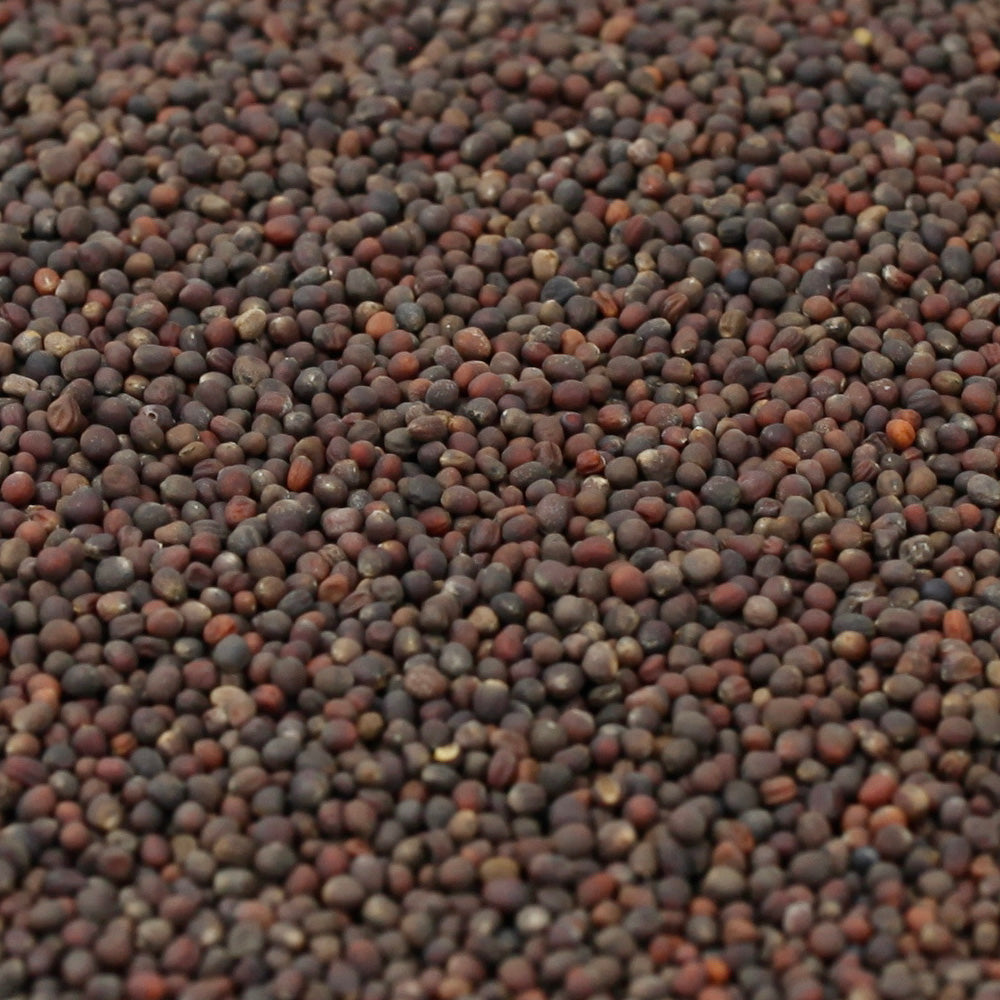 Organic Purple Kohlrabi Seeds
